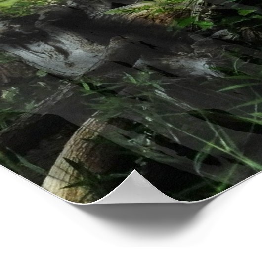 Belle Poster de Fée Woods (Coin)