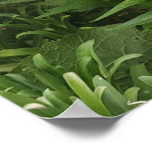 Belle Poster de Jardin de Pendenstein Rose (Coin)