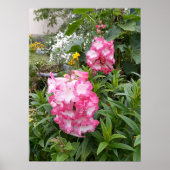 Belle Poster de Jardin de Pendenstein Rose (Devant)