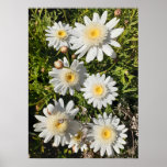 Belle Poster de Jardin Fleur Blancs<br><div class="desc">Belle Poster du Jardin de Pavot Rose. Une affiche glorieuse pour compléter n'importe quelle décoration,  prise de mon propre jardin.</div>