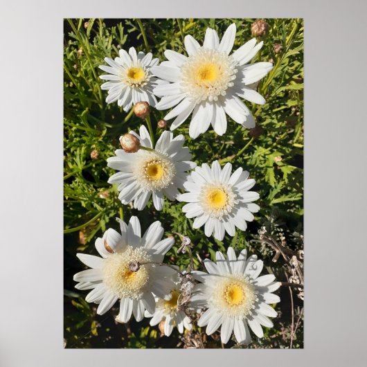 Belle Poster de Jardin Fleur Blancs (Devant)