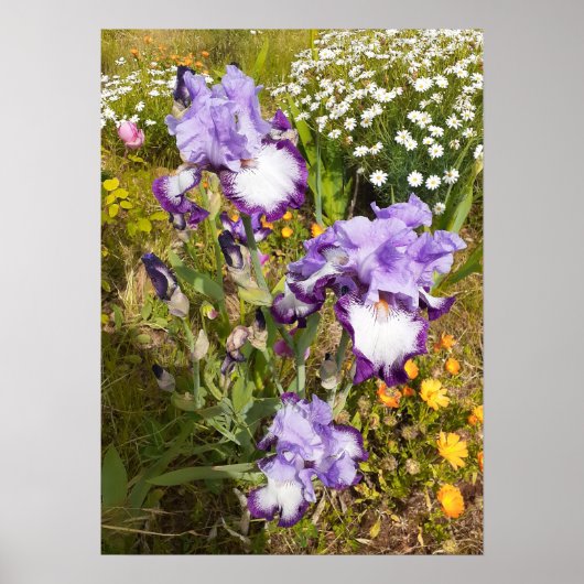 Belle Poster de Jardin Fleur Iris violet (Devant)