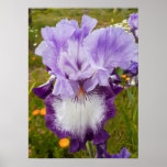 Belle Poster de Jardin Fleur Iris violet<br><div class="desc">Belle Poster du Jardin de Pavot Rose. Une affiche glorieuse pour compléter n'importe quelle décoration,  prise de mon propre jardin.</div>