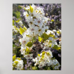 Belle Poster de jardin fleuri d'arbre à poires<br><div class="desc">Belle Poster du Jardin de Pavot Rose. Une affiche glorieuse pour compléter n'importe quelle décoration,  prise de mon propre jardin.</div>