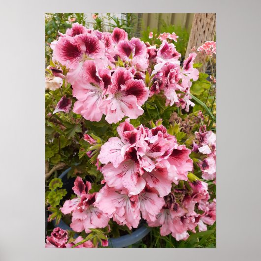 Belle Poster du Jardin de Peach Pelargonium (Devant)