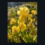 Belle Poster Jardin Fleur Iris Jaune<br><div class="desc">Belle Poster du Jardin de Pavot Rose. Une affiche glorieuse pour compléter n'importe quelle décoration,  prise de mon propre jardin.</div>