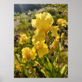 Belle Poster Jardin Fleur Iris Jaune (Devant)