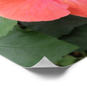 Belle Poster Orange Hibiscus Flower (Coin)