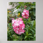 Belle Poster Pensetmon Rose Flower Garden<br><div class="desc">Belle Poster du Jardin de Pavot Rose. Une affiche glorieuse pour compléter n'importe quelle décoration,  prise de mon propre jardin.</div>