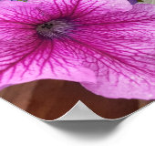 Belle Poster Pétunia Rose Fairy Garden (Coin)