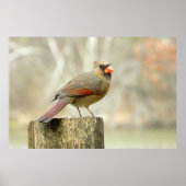 Belle Poster Rectangulaire Cardinal Lady (Devant)