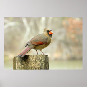 Belle Poster Rectangulaire Cardinal Lady
