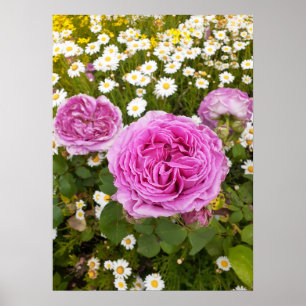Belle Poster Rose Flower Garden