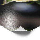 Belle rose blanche fleur. photographie florale (Coin)