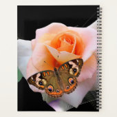 Belle rose rose avec papillon (Dos)
