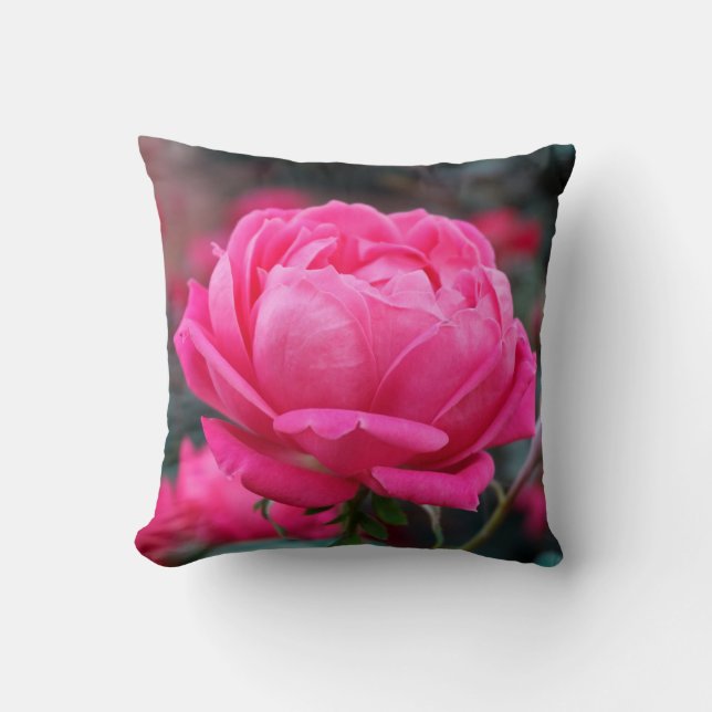 Belle rose rose rose fleur oreiller (Recto)