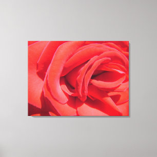 belle rose rouge image toile enveloppée.