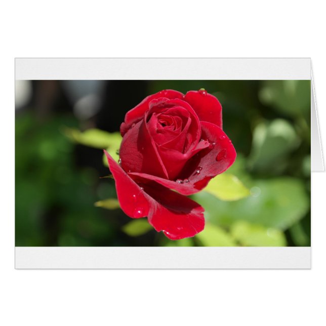 Belle Rose rouge profonde (Devant horizontal)