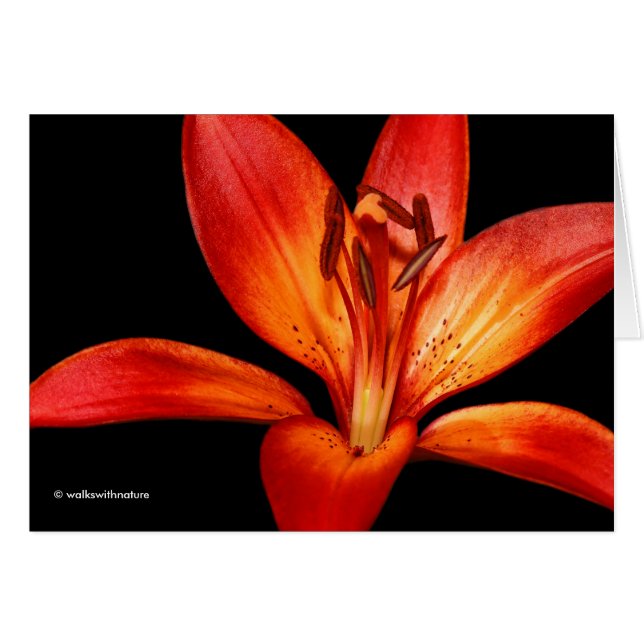 Belle Rouge Orange Asiatique Lily Gran Paradiso (Devant horizontal)
