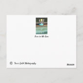 Belle Sarasota, Florida Carte Postale (Dos)