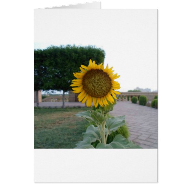 Belle Superbe Tournesol Design Floral (Devant)