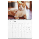 Belle Tabbies Orange 2022 Calendrier (Feb 2026)