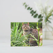 Belle Tabby Chat en Grass Garden Photo Carte posta (Debout devant)