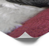 Belle The Shih Tzu Affiche (Coin)