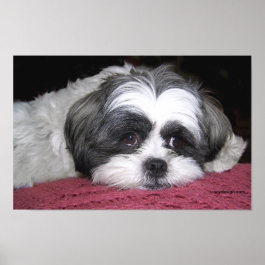Belle The Shih Tzu Affiche (Devant)