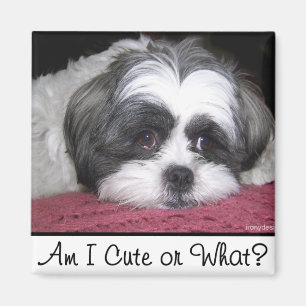 Belle the Shih Tzu Dog Magneet