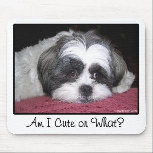 Belle the Shih Tzu Dog Muismat