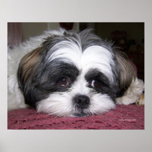 Belle the Shih Tzu Dog Poster