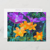 Belle Tulipes Printemps Orange Purple Carte Postal (Devant / Derrière)