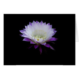 Belle van de bal, nachtbloeiende cactus