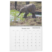 BELLE ZAMBIE ET CALENDRIER DE LA FAUNE DU BOTSWANA (Jan 2026)