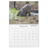 BELLE ZAMBIE ET CALENDRIER DE LA FAUNE DU BOTSWANA (Feb 2026)