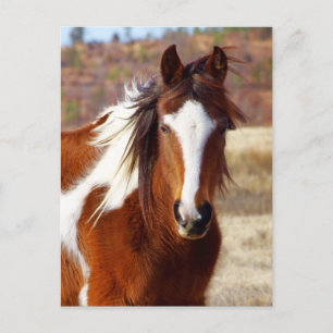 Belles cartes postales Paint Horse