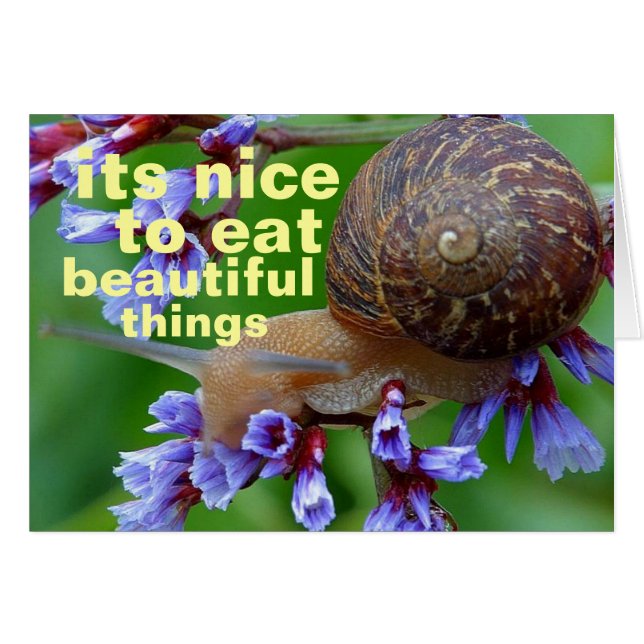 belles choses (Devant horizontal)