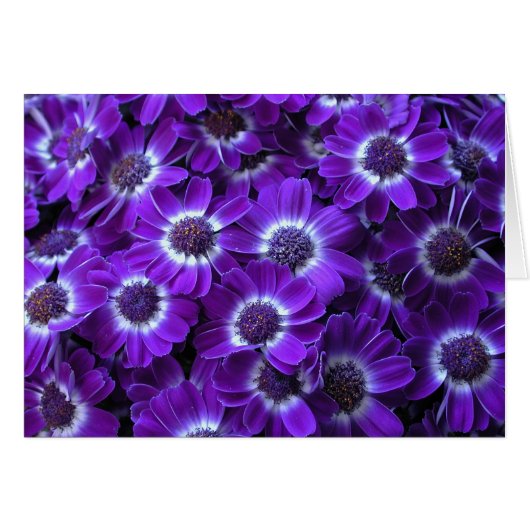 Belles Cinémas Violets (Devant horizontal)