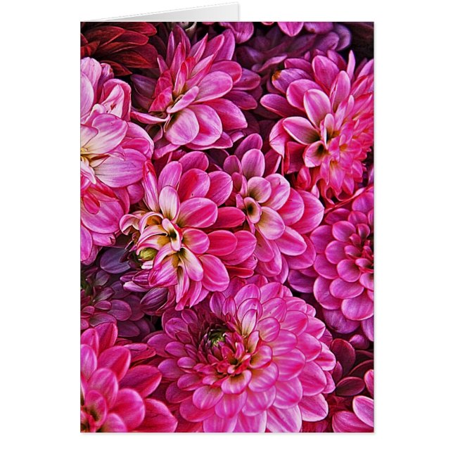 Belles dahlias roses (Devant)