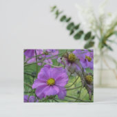 Belles fleurs de Cosmea Carte postale DIY (Debout devant)
