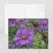 Belles fleurs de Cosmea Carte postale DIY (Devant / Derrière)