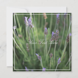 Belles Fleurs de Lavande Votre Texte Carte Plate