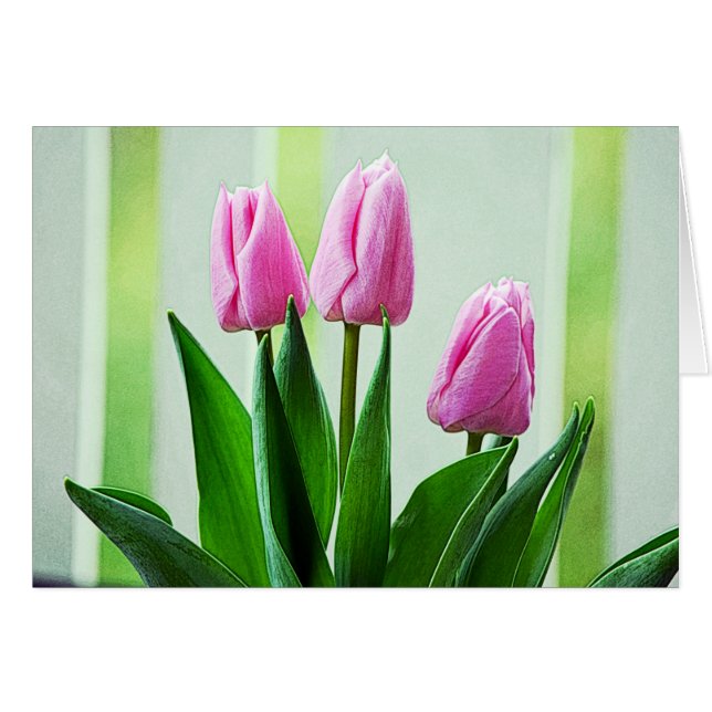 Belles fleurs de tulipe rose printanière, feuilles (Devant horizontal)