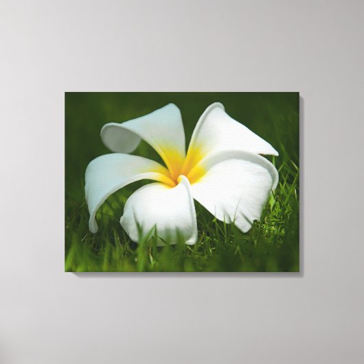 Belles Fleurs Gros plan - Toile Enveloppée (Recto)