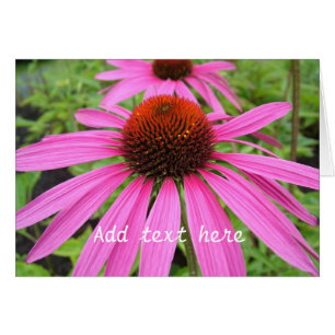 belles fleurs rose violet