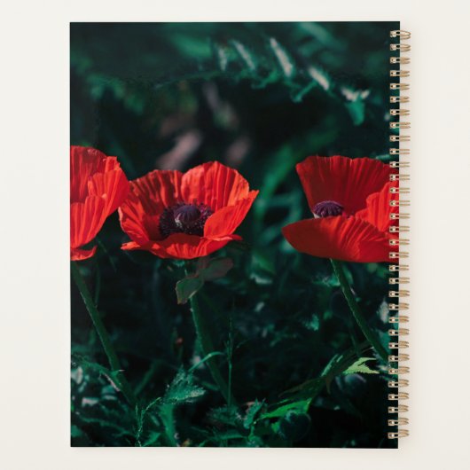 Belles fleurs rouges à trois pavots (Dos)