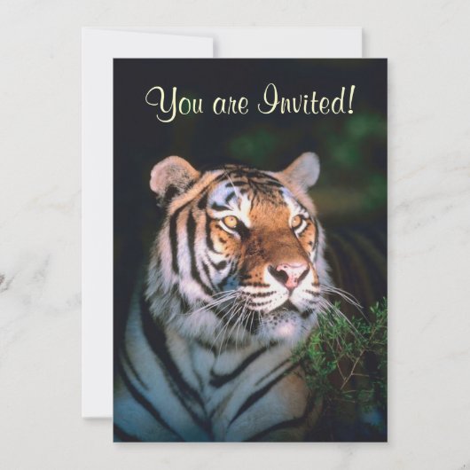 Belles invitations de tigre (Devant)