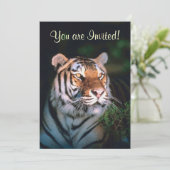 Belles invitations de tigre (Debout devant)