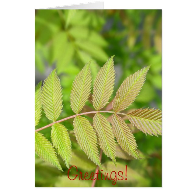 Belles jeunes feuilles vertes (Devant)